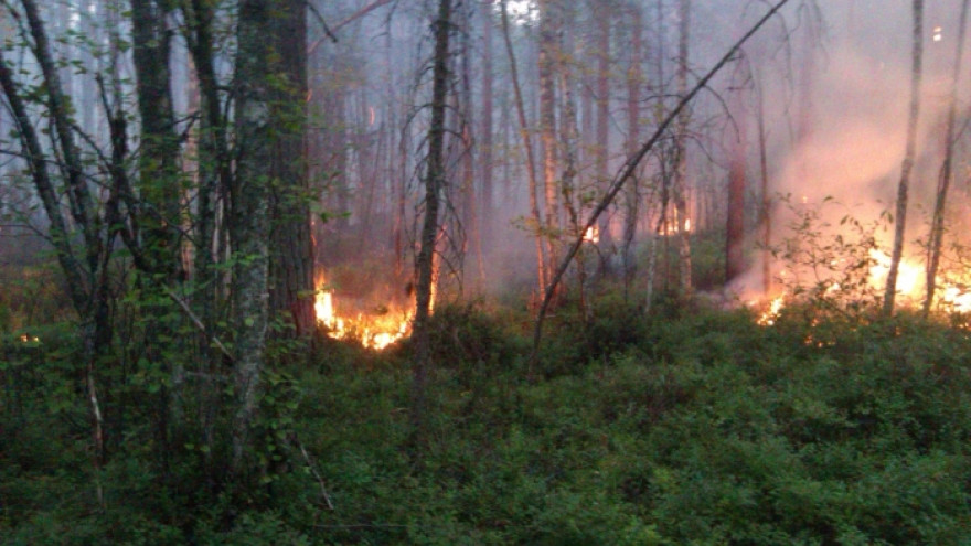 На Ямале растёт площадь природных пожаров