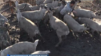На Ямале от сибирской язвы вакцинировано уже 219 тысяч оленей
