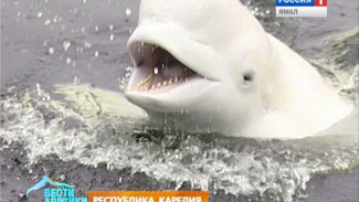Арктический дельфин Михей прибыл в Карелию, чтобы обзавестись новым домом и семьей