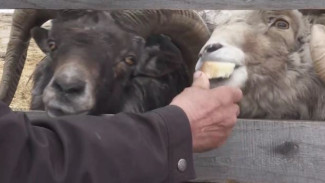 Чупакабра по-якутски: селекционеры вывели новый вид сельскохозяйственных животных