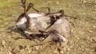 В Якутии десятки оленей умерли от пироплазмоза. Видео 18+