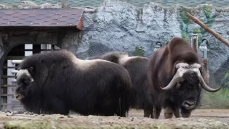 Ямальские овцебыки обжились в Московском зоопарке