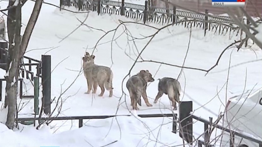 На Ямале на ребенка вновь напала собака