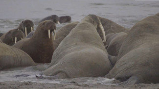 Ученые три года наблюдают за жизнью атлантических моржей на побережье Карского моря