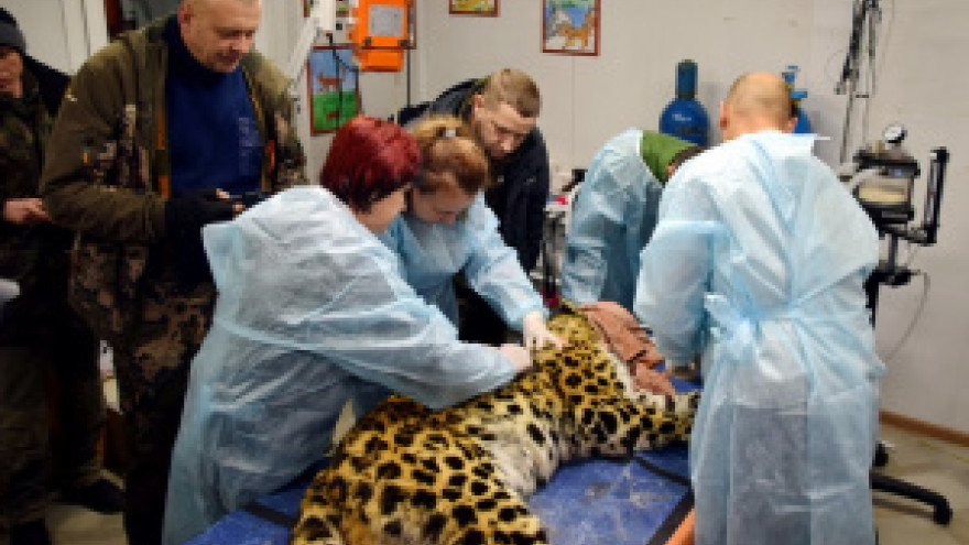 Редчайший дальневосточный леопард Эльбрус доставлен на лечение в Москву