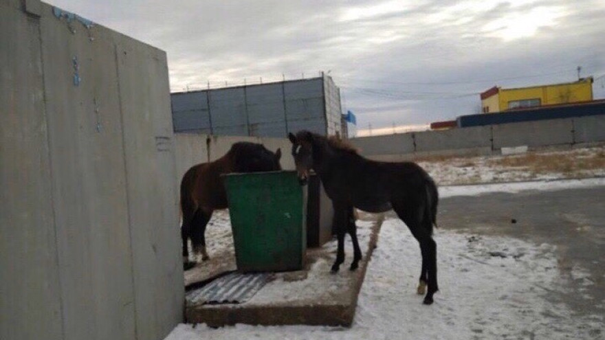 В Новом Уренгое лошади ищут еду на помойке