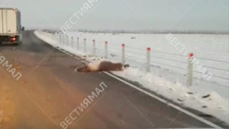 На трассе Аксарка - Салехард микроавтобус насмерть сбил двух оленей