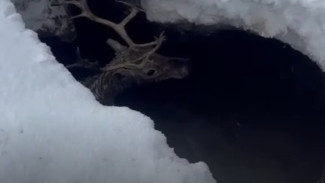 На Ямале вахтовики вызволили из ямы попавшего в беду оленя