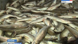 Ученые считают – ценной рыбы меньше не стало, но инспекторы говорят об обратном. Как же все обстоит на самом деле?