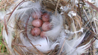 В Ненецком округе задержаны похитители пуха из птичьих гнезд