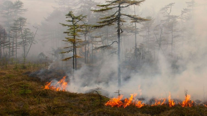 В Тазовском районе горят 9 гектаров. Последние подробности