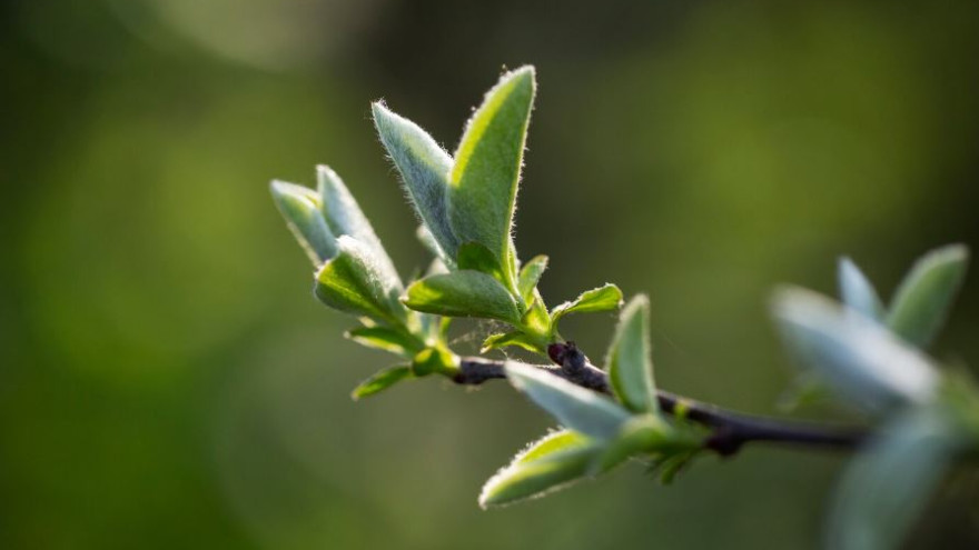 «Зеленая Весна – 2026» придёт на Ямал 18 мая