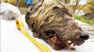 Голову волка возрастом 40 тысяч лет нашли в России