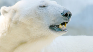 В Ямальском районе белый медведь напугал тундровиков 