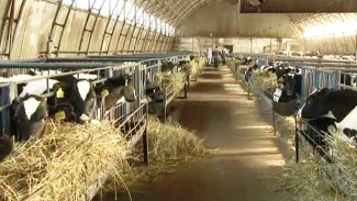 Почти 3 тонны продукции в день: об особенностях работы молочной фермы в Ноябрьске