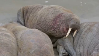 Ученые нашли ответ, чем так манит моржей ямальский пляж