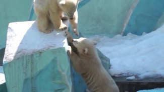Защитники животных просят не отправлять белых медвежат из новосибирского зоопарка в Китай