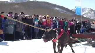Вейтпуллинг, или силовой экстрим для собак на спортивном празднике Камчатки «Снежный путь» 