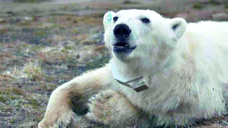 Специалисты рассказали, чем занималась помеченная на острове Вилькицкого белая медведица