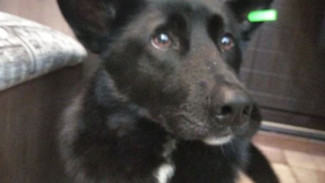 В Ноябрьске жестоко застрелили безобидную собаку: люди обратились в полицию