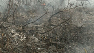 Ситуацию с лесными пожарами на Ямале удалось переломить