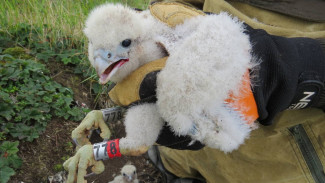 Залетная птичка: ямальского сапсана обнаружили в Афганистане