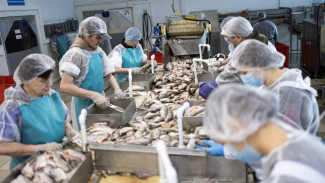 Салехардский комбинат выбирает лучших рыбообработчиков на Ямале