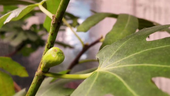 На Ямале растут фиги: необычный опыт домашнего выращивания инжира в суровом климате