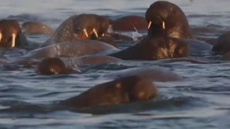 У ученых появится новый дом на Большом Оранском острове для наблюдения за моржами
