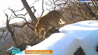 В Приморье сотрудники национального парка «Земля леопарда» подсчитывают подопечных