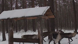 Профессиональный мониторинг оленей: в Шиловском заказнике Архангельской области установили фотоловушки