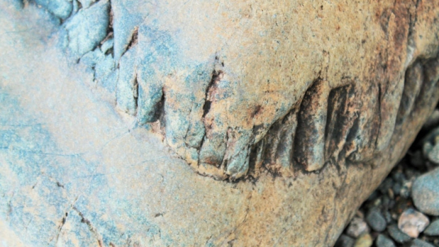 Новая находка на Ямале: обнаружен еще один «череп» - просто камень или древнее чудовище?
