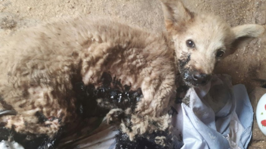 В Ноябрьске активисты и ветеринары продолжают биться за жизнь щенков, вытащенных из лужи гудрона