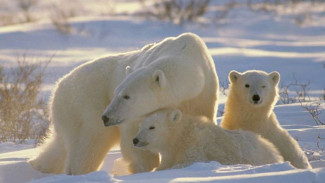 Проведены комплексные исследования белых медведей России
