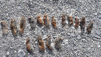 Почему здесь гибнут животные? Долина смерти на Камчатке