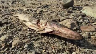 Щуки с камнями во рту тухнут на берегу Оби
