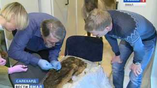 Генетики из Москвы изучают ДНК ямальских мумий