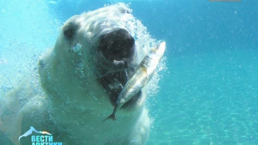 Мир отметил День полярного медведя. Основным посылом, как и прежде, остается - сохранение этого благородного зверя