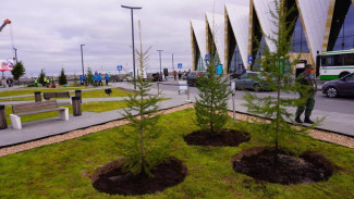 Территорию аэропорта в Новом Уренгое украсит свыше 450 деревьев и кустарников