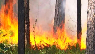 Площадь лесных пожаров на Ямале выросла почти в 4 раза