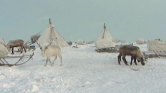 Оленеводы Сеяхинской тундры начали получать подкормку для северных рогачей