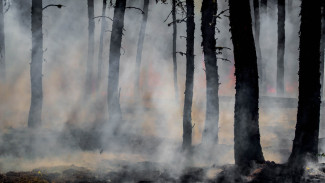 На Ямале действует 15 лесных пожаров на площади свыше 253 гектаров