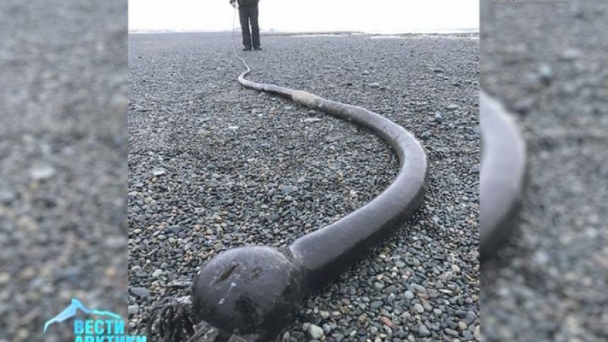 Жителей Чукотки напугали гигантские «морские змеи»