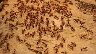 Многоэтажный муравейник: насекомые штурмом взяли высотку в Надыме