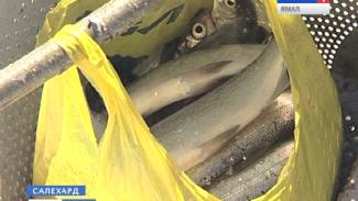 «Резинка» против провяза. Путина-2013 и первые уловы ямальских рыбаков