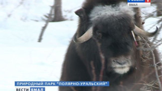 «Таких худых животных мы не видели нигде». Ямальским овцебыкам требуется срочная помощь