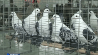 Выставку голубей в Тюмени посвятили столетию Комсомола