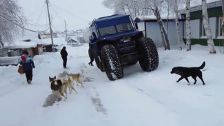 Жителей села Горки беспокоит большая стая бродячих псов