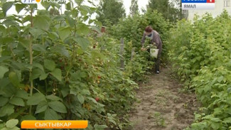 В Сыктывкаре поспел урожай ягод. На ура идёт клубника, а вот смородину жалуют не очень