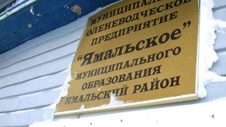 Оленеводы ликвидируемого предприятия «Ямальское» не останутся без работы
